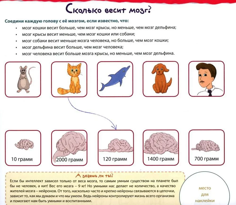 Academy of Meaning for Children. Train Your Brain