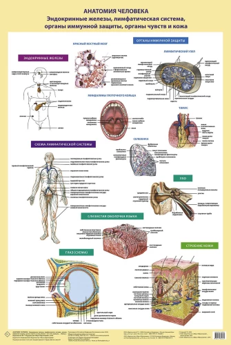 Human Anatomy. Endocrine Glands, Lymphatic System, Organs of Immune Defense, Senses, and Skin (in a tube)