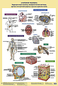 Human Anatomy. Endocrine Glands, Lymphatic System, Organs of Immune Defense, Senses, and Skin (in a tube)