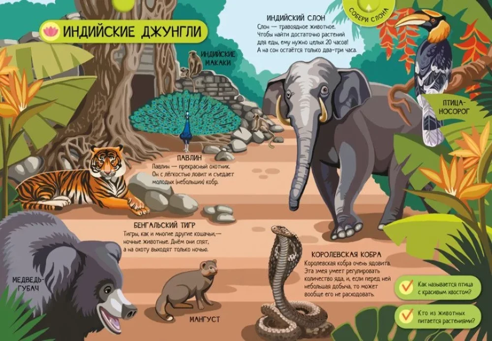 Animals of the World