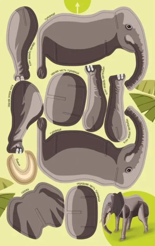 Animals of the World