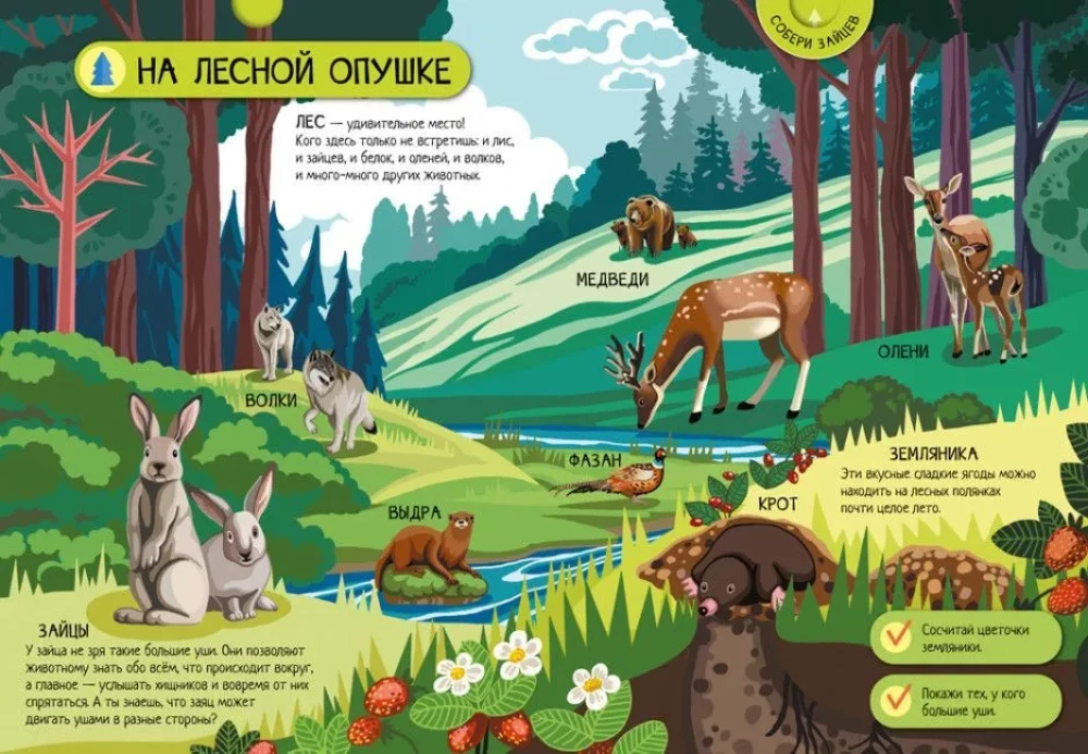 Animals of the Forest
