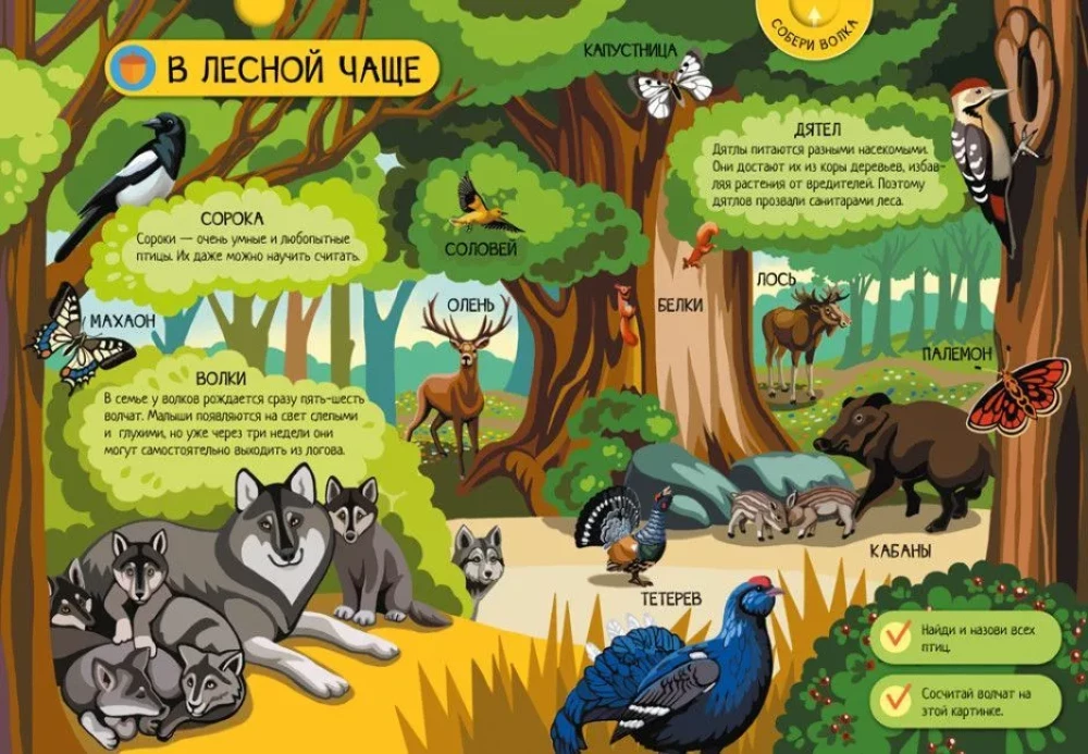 Animals of the Forest