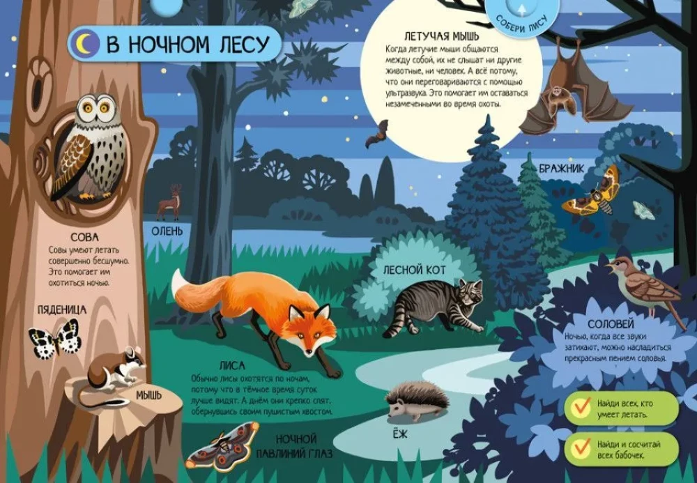Animals of the Forest