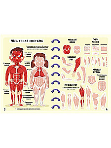 Меганаклейки. Тело человека