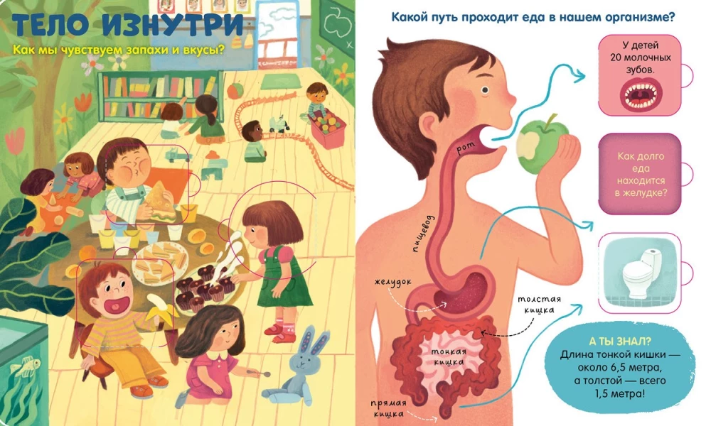 The Human Body