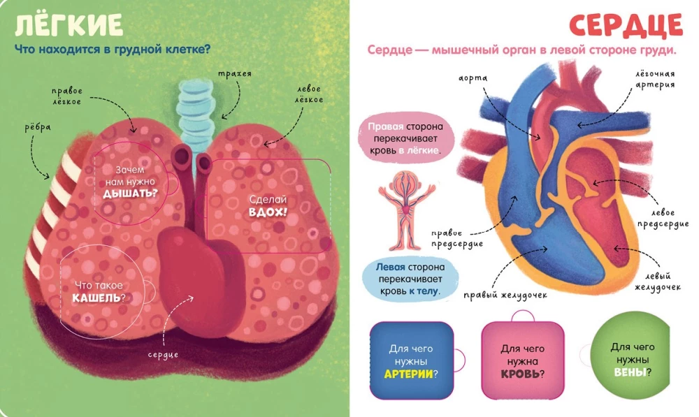 The Human Body