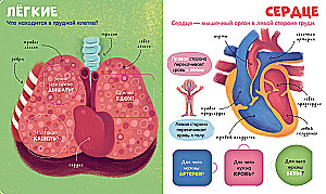 The Human Body
