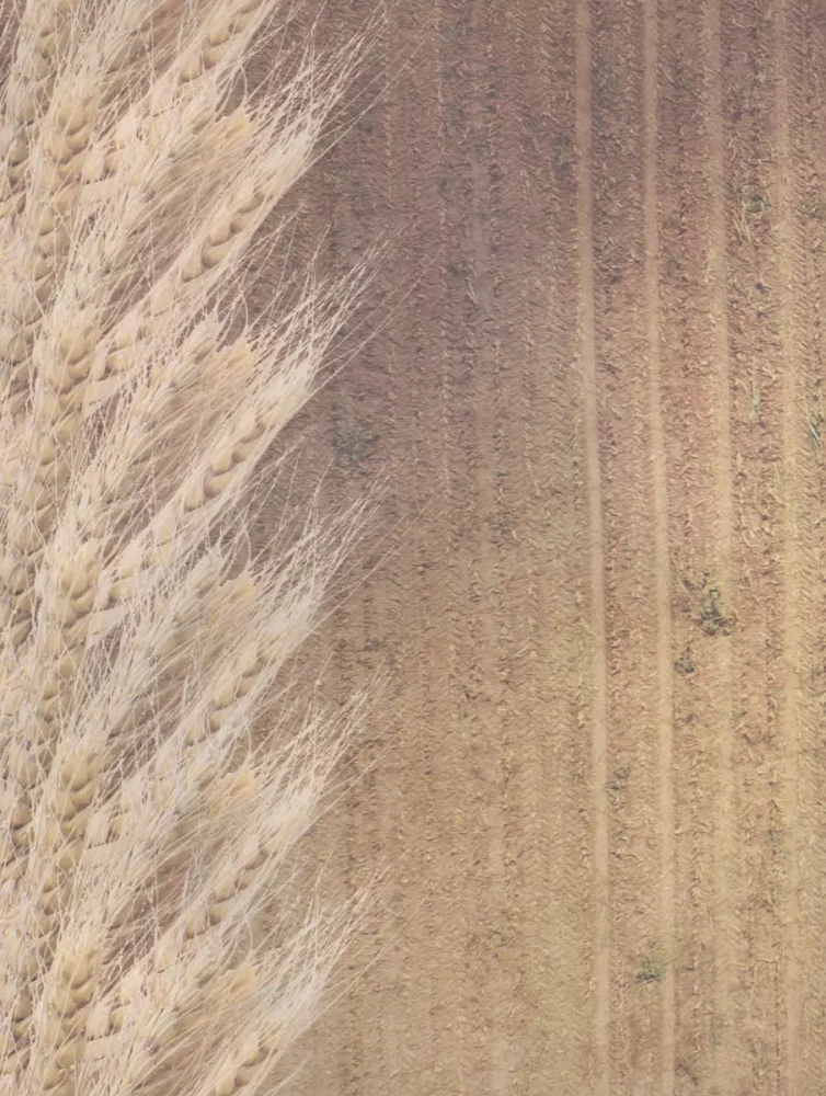 Seeds and Grains. Illustrated Atlas. Amazing Facts about Agricultural Crops and Their Impact on the Development of Humanity