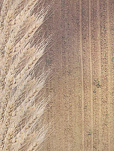 Seeds and Grains. Illustrated Atlas. Amazing Facts about Agricultural Crops and Their Impact on the Development of Humanity