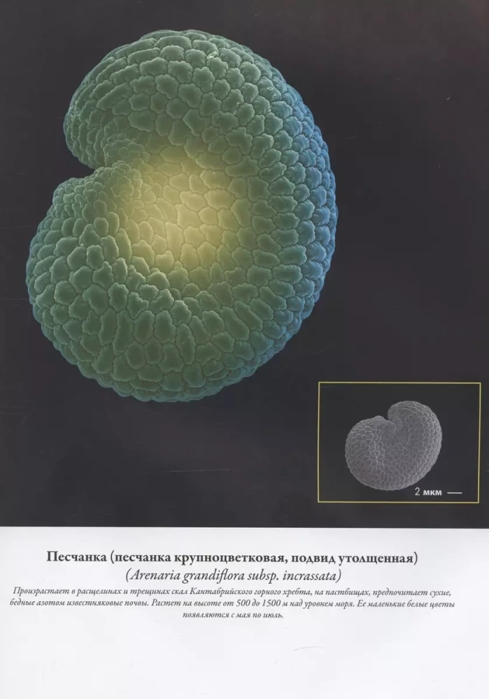 Seeds and Grains. Illustrated Atlas. Amazing Facts about Agricultural Crops and Their Impact on the Development of Humanity