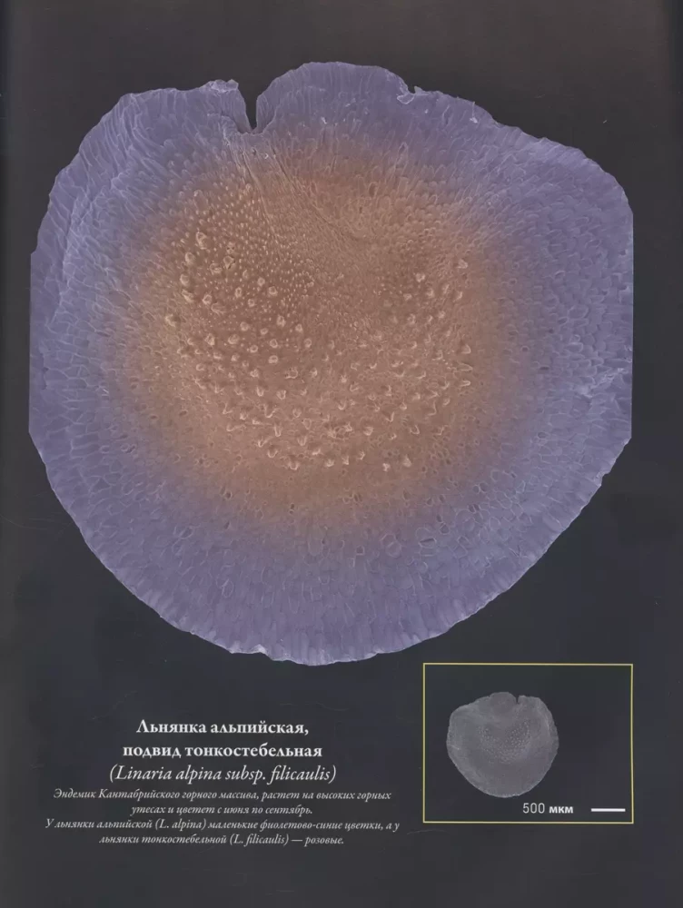 Seeds and Grains. Illustrated Atlas. Amazing Facts about Agricultural Crops and Their Impact on the Development of Humanity