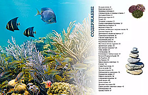 Riddles of the Seas and Oceans