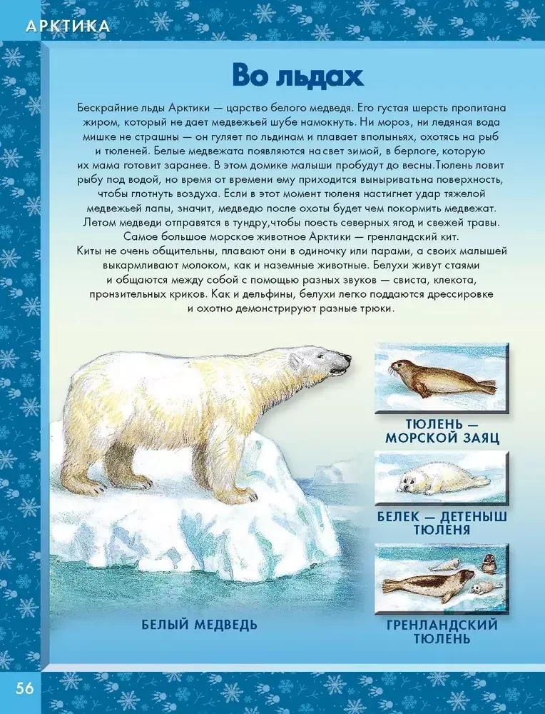 Animals of the World. Who Lives on Our Planet