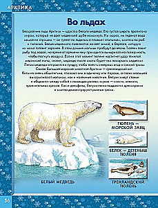 Animals of the World. Who Lives on Our Planet