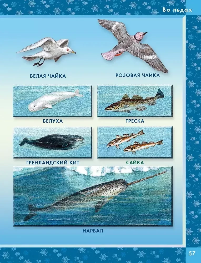 Animals of the World. Who Lives on Our Planet