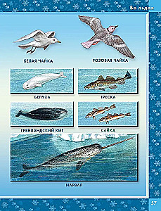 Animals of the World. Who Lives on Our Planet