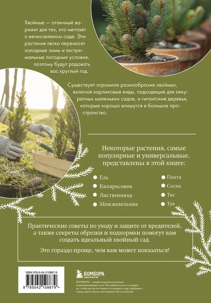 Luxurious Conifers