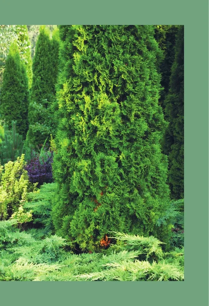 Luxurious Conifers