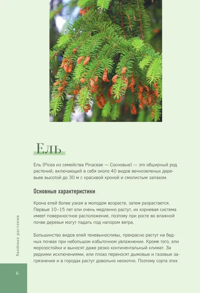 Luxurious Conifers