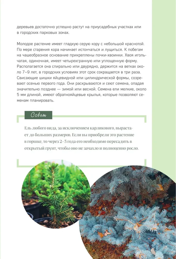 Luxurious Conifers