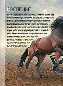 Didžioji knyga apie arklius ir ponius. 1001 nuotrauka