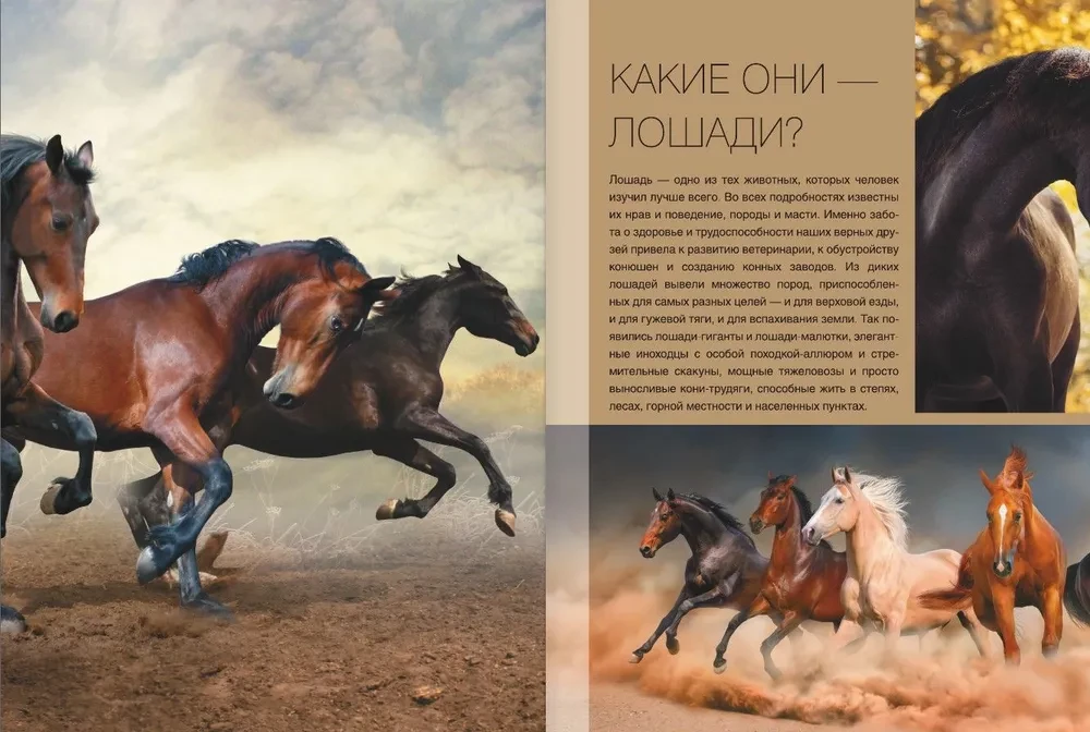 The Big Book of Horses and Ponies. 1001 Photographs