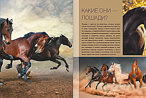 The Big Book of Horses and Ponies. 1001 Photographs