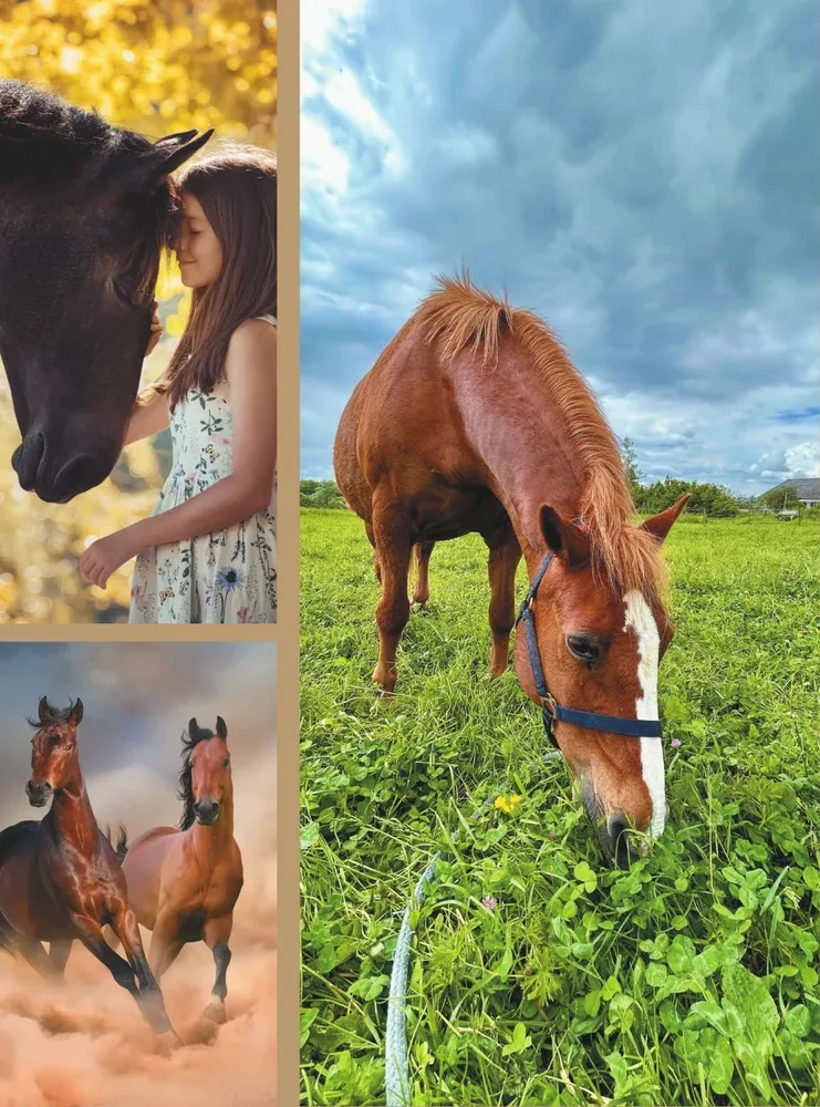 The Big Book of Horses and Ponies. 1001 Photographs