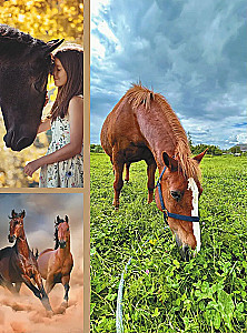The Big Book of Horses and Ponies. 1001 Photographs