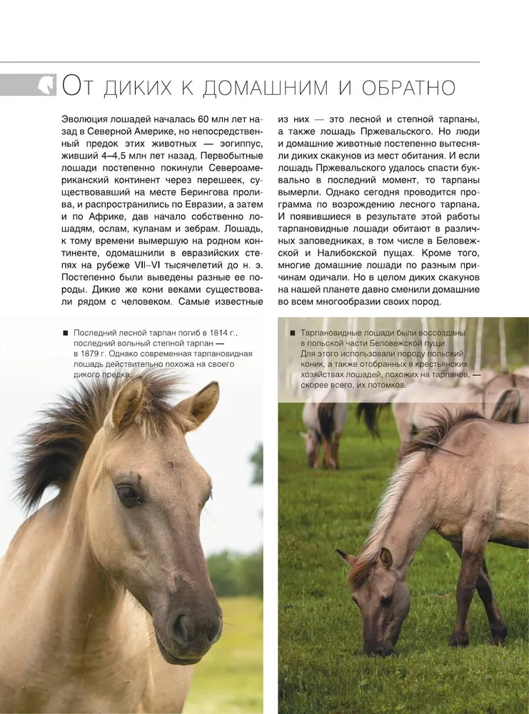 The Big Book of Horses and Ponies. 1001 Photographs