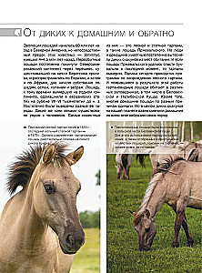 The Big Book of Horses and Ponies. 1001 Photographs