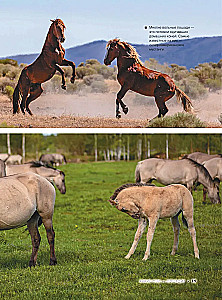 The Big Book of Horses and Ponies. 1001 Photographs