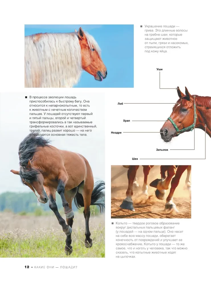 The Big Book of Horses and Ponies. 1001 Photographs