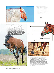 The Big Book of Horses and Ponies. 1001 Photographs