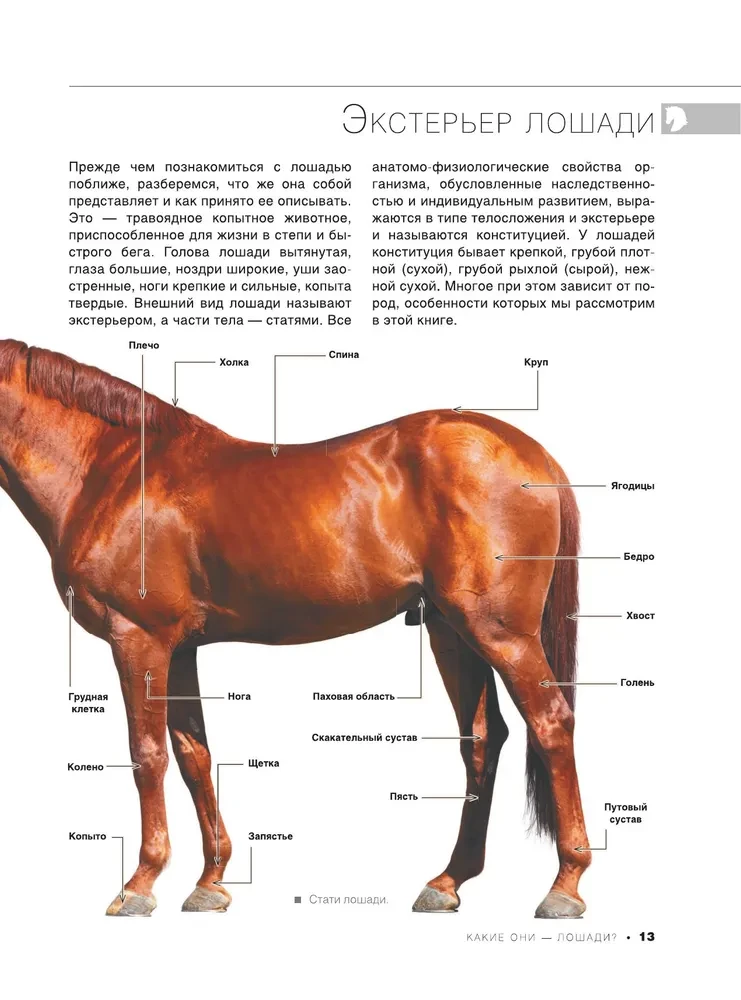 The Big Book of Horses and Ponies. 1001 Photographs