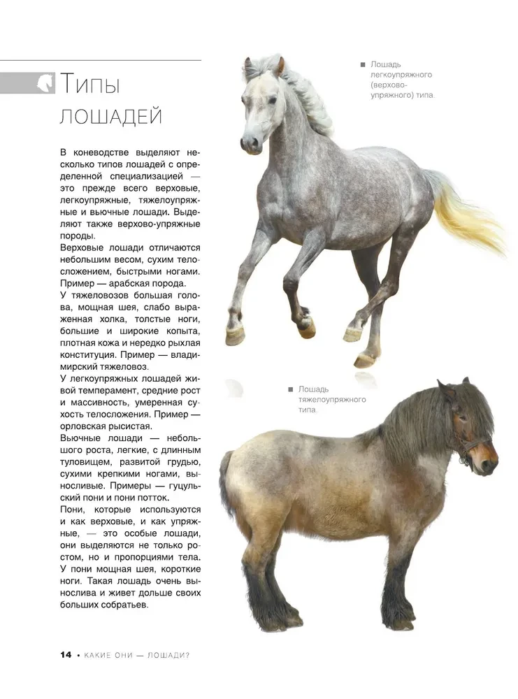 The Big Book of Horses and Ponies. 1001 Photographs