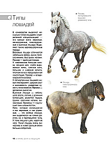The Big Book of Horses and Ponies. 1001 Photographs
