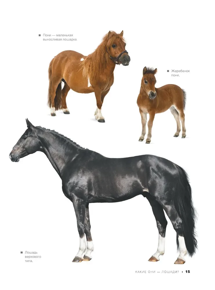 The Big Book of Horses and Ponies. 1001 Photographs