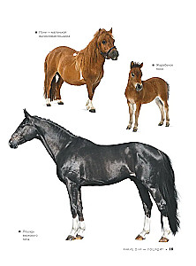 The Big Book of Horses and Ponies. 1001 Photographs