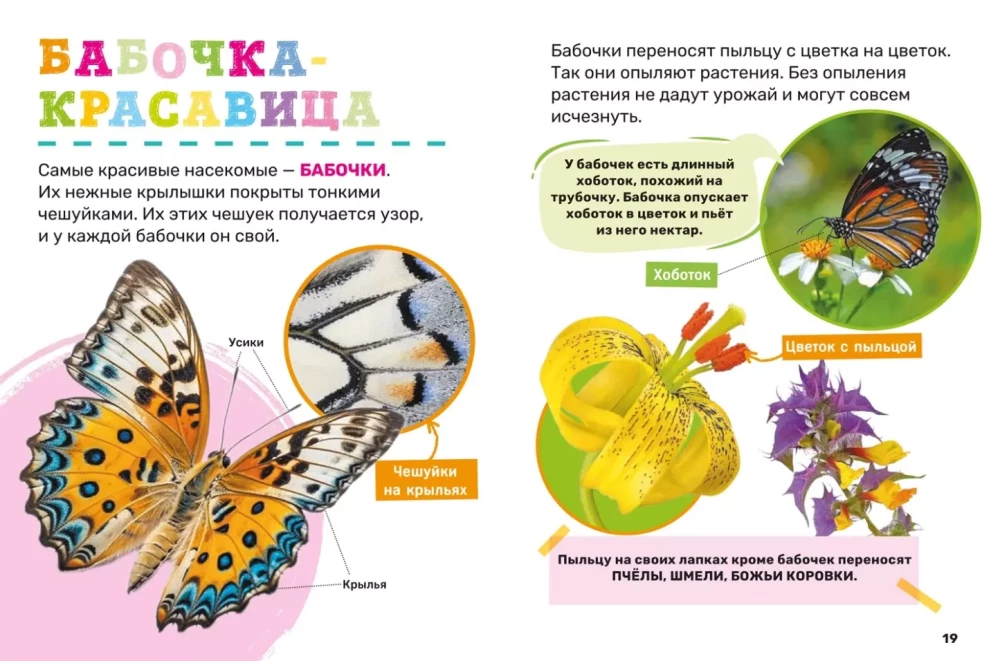 Insects. The First Encyclopedia for Little Ones