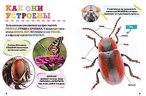 Insects. The First Encyclopedia for Little Ones
