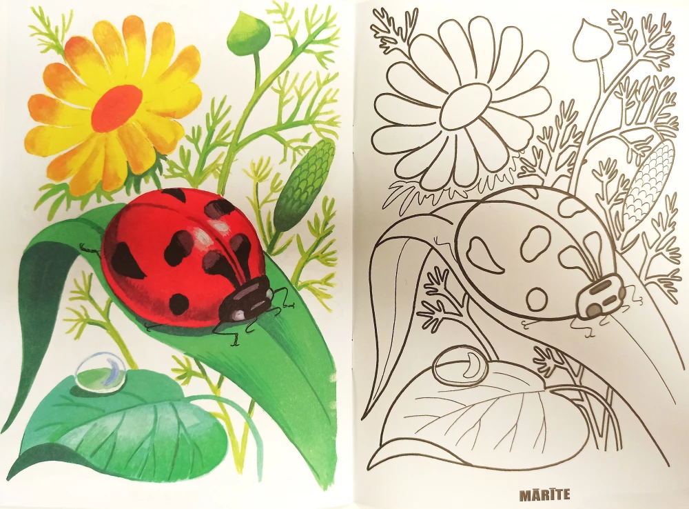 Coloring book - Insects
