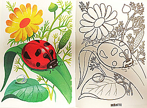 Coloring book - Insects