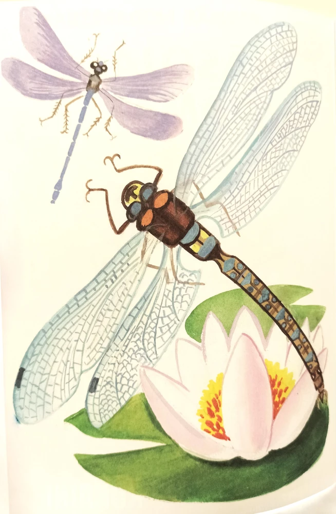 Coloring book - Insects