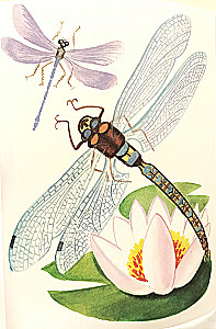Coloring book - Insects