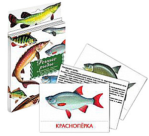 Didactic cards - River fish