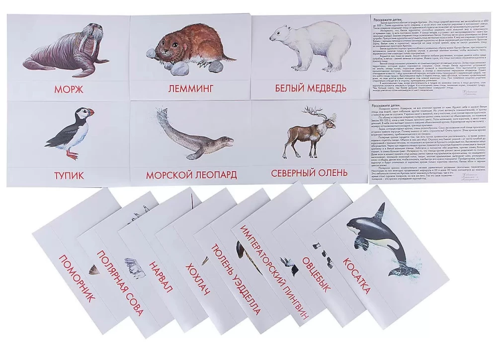 Didactic cards - Animals of the Arctic and Antarctica