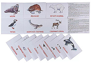 Didactic cards - Animals of the Arctic and Antarctica