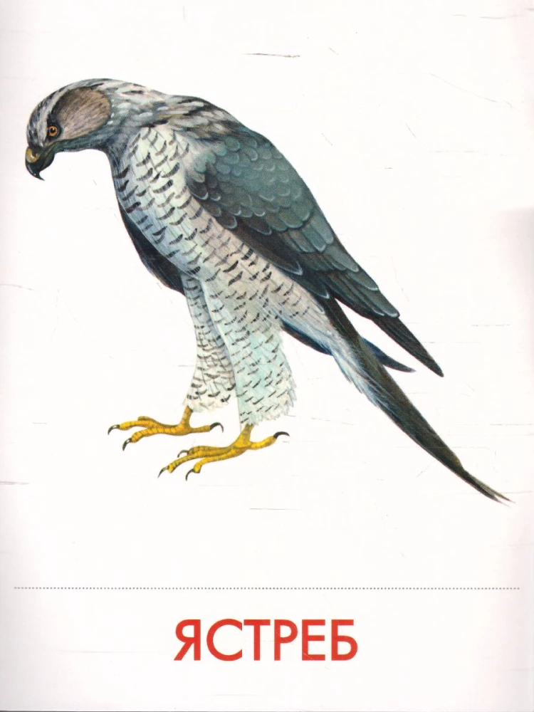Didactic cards - Birds of our forests in a pack